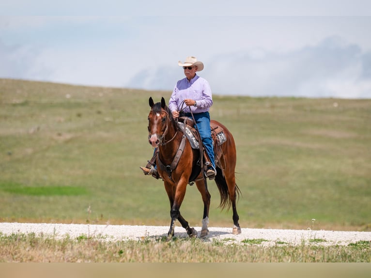 American Quarter Horse Gelding 16 years 16 hh Bay in Statesville