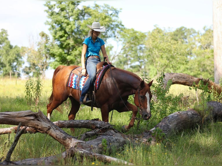 American Quarter Horse Gelding 16 years 16 hh Chestnut in Huntsville TX