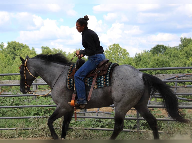 American Quarter Horse Gelding 16 years 16 hh Roan-Blue in Borden IN