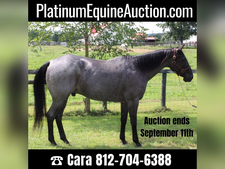 American Quarter Horse Gelding 16 years 16 hh Roan-Blue in Borden IN