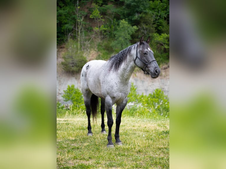 American Quarter Horse Gelding 16 years 16 hh Roan-Blue in Middletown OH