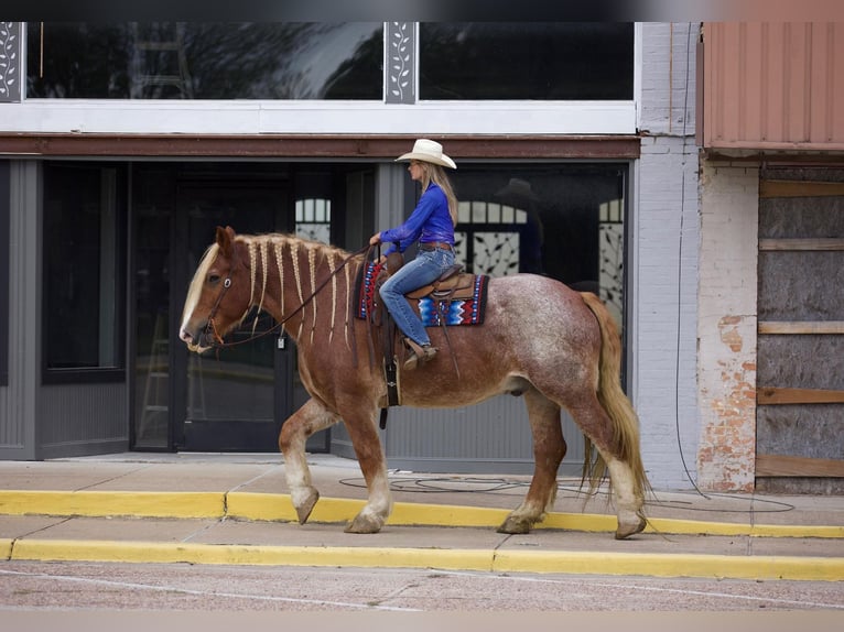 American Quarter Horse Gelding 16 years 17,1 hh Roan-Red in Huntsville TX