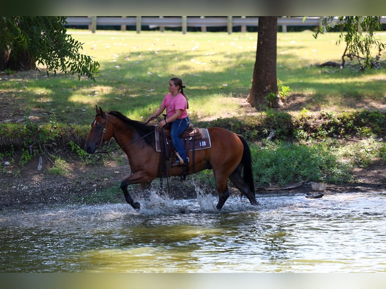 American Quarter Horse Gelding 16 years Bay in Terrell