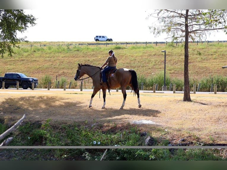 American Quarter Horse Gelding 16 years Buckskin in Terrell