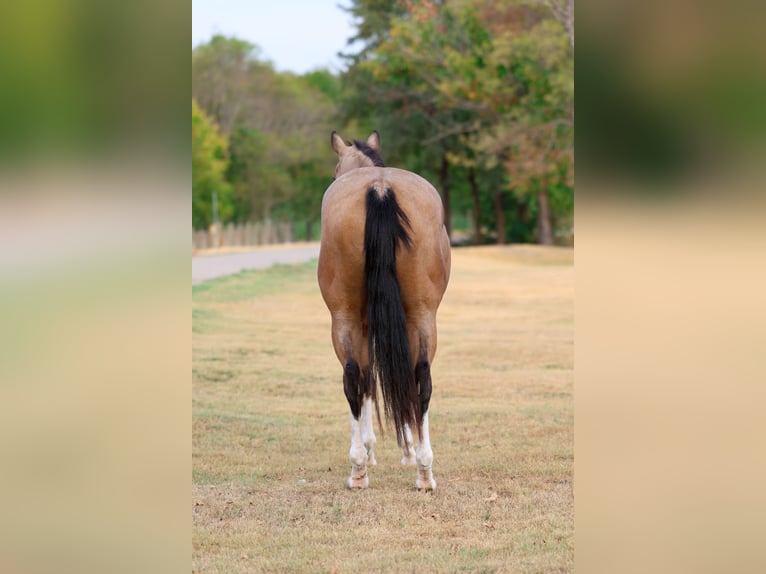 American Quarter Horse Gelding 16 years Buckskin in Terrell