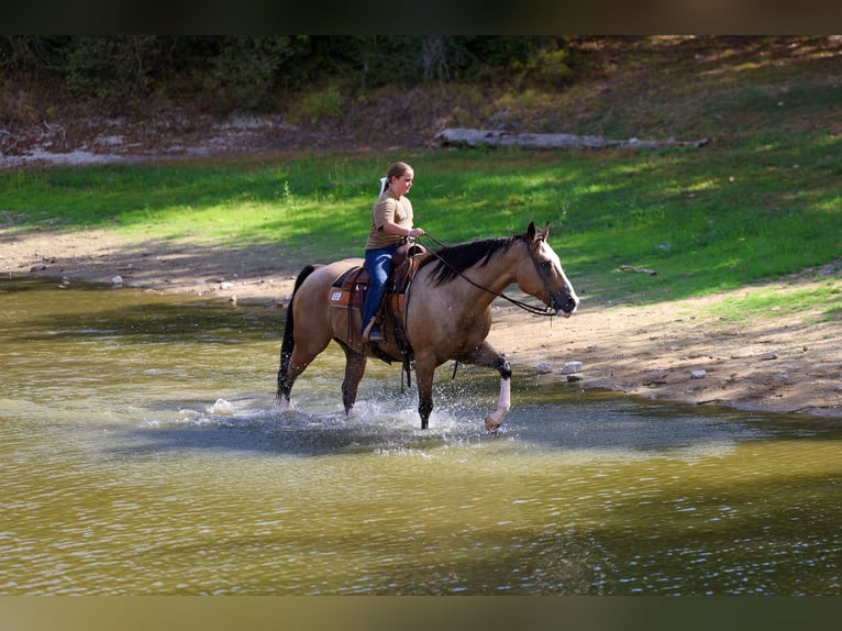 American Quarter Horse Gelding 16 years Buckskin in Terrell