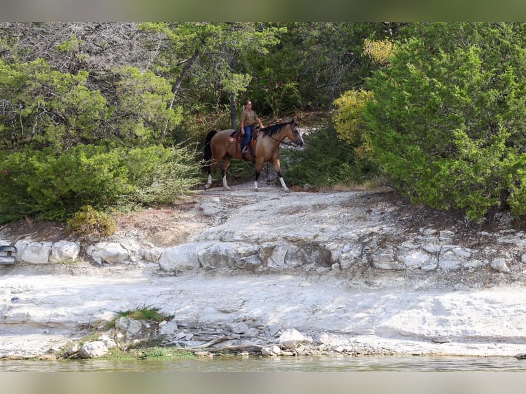 American Quarter Horse Gelding 16 years Buckskin in Terrell