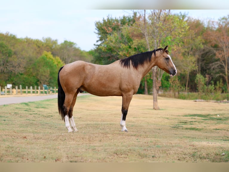 American Quarter Horse Gelding 16 years Buckskin in Terrell