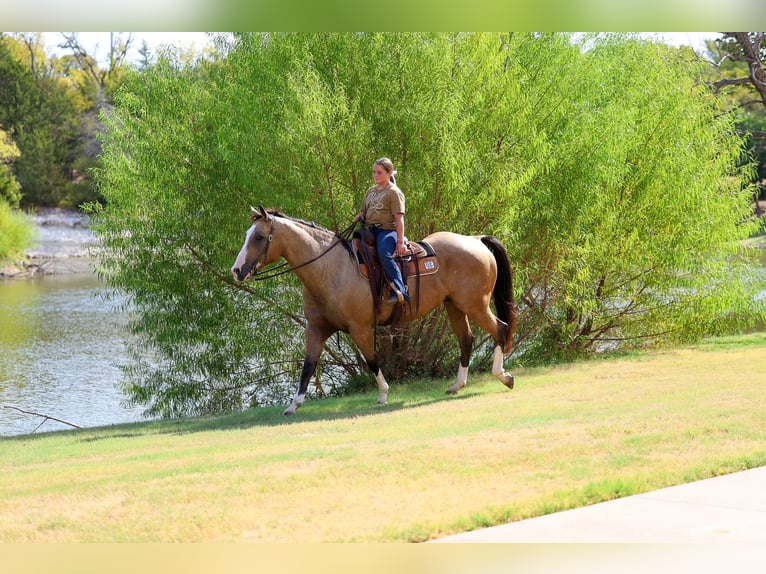 American Quarter Horse Gelding 16 years Buckskin in Terrell