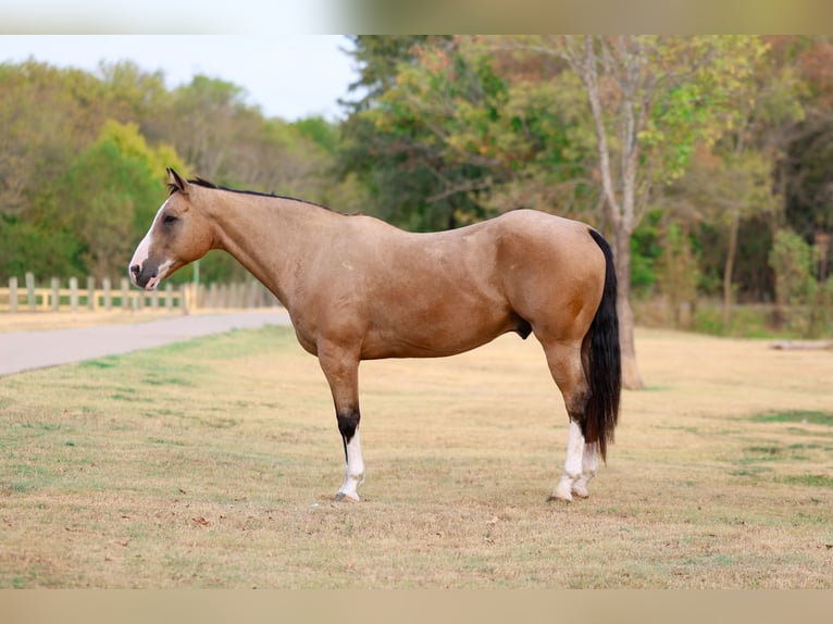 American Quarter Horse Gelding 16 years Buckskin in Terrell