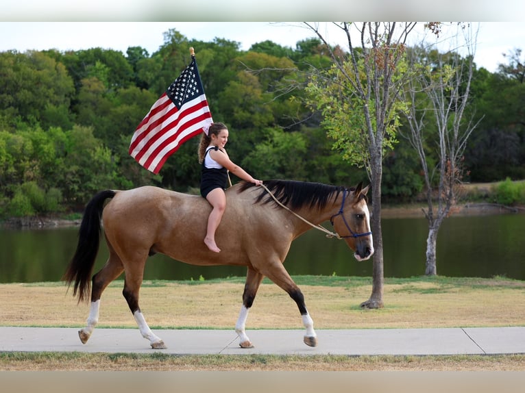 American Quarter Horse Gelding 16 years Buckskin in Terrell