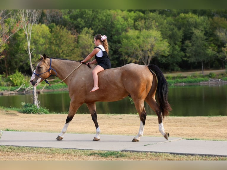 American Quarter Horse Gelding 16 years Buckskin in Terrell