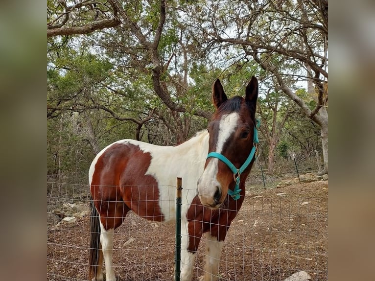 American Quarter Horse Gelding 16 years  in New Braunfels