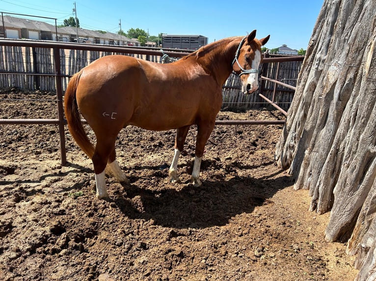American Quarter Horse Gelding 16 years Chestnut in Amarillo TX