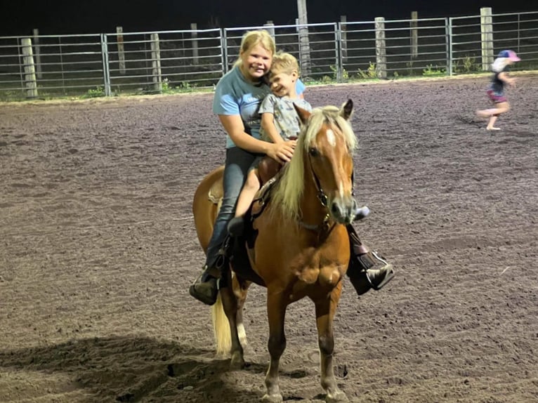 American Quarter Horse Gelding 16 years Chestnut in CEDAR RAPIDS, IA