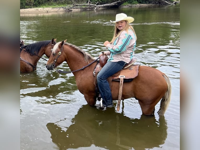 American Quarter Horse Gelding 16 years Chestnut in CEDAR RAPIDS, IA