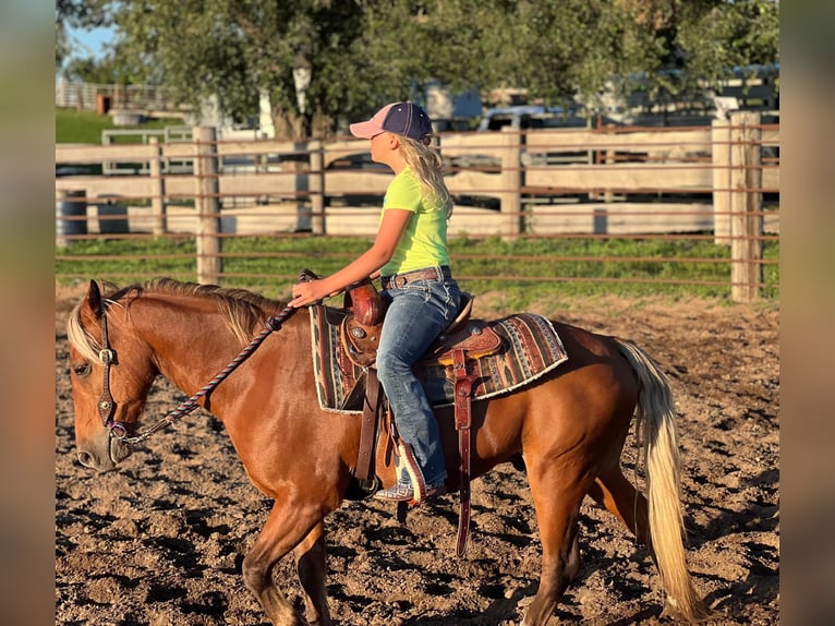 American Quarter Horse Gelding 16 years Chestnut in CEDAR RAPIDS, IA