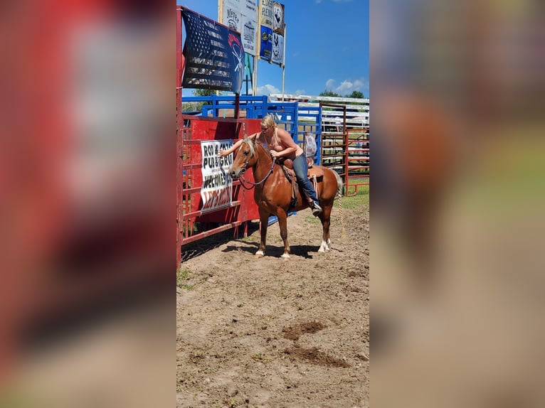 American Quarter Horse Gelding 16 years Chestnut in CEDAR RAPIDS, IA