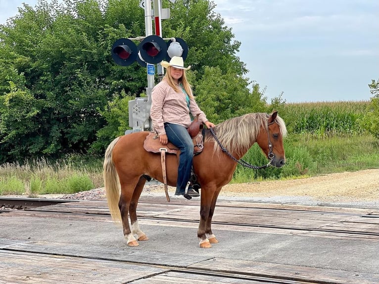 American Quarter Horse Gelding 16 years Chestnut in CEDAR RAPIDS, IA