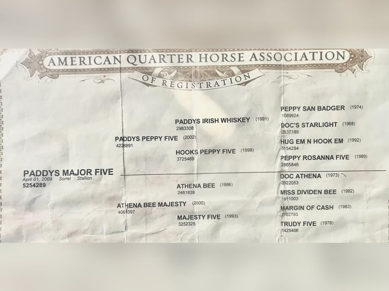 American Quarter Horse Gelding 16 years Chestnut in stephenville TX