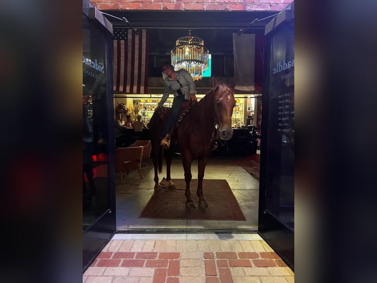 American Quarter Horse Gelding 16 years Chestnut in stephenville TX