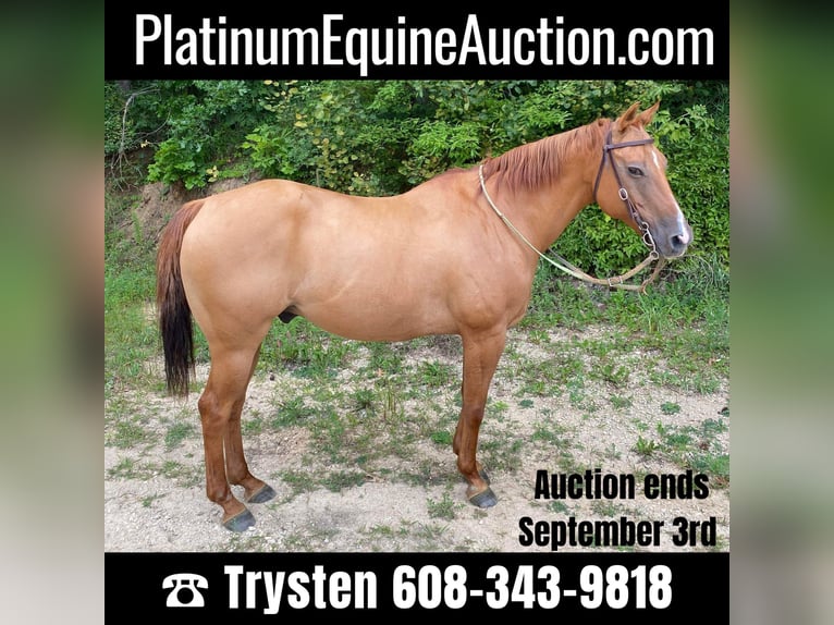 American Quarter Horse Gelding 16 years Dun in TOMAH, WI