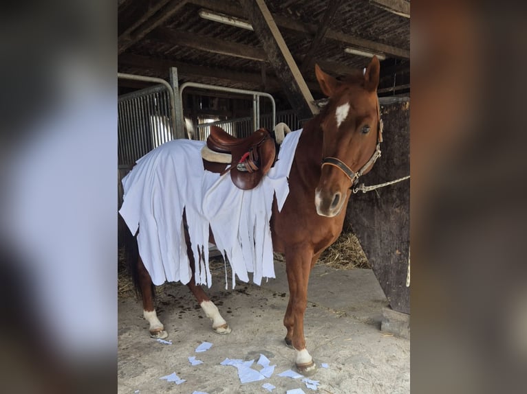 American Quarter Horse Gelding 16 years in Scheuren