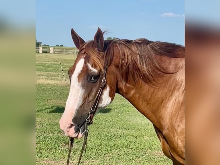 American Quarter Horse Gelding 16 years Overo-all-colors in Pilot point TX
