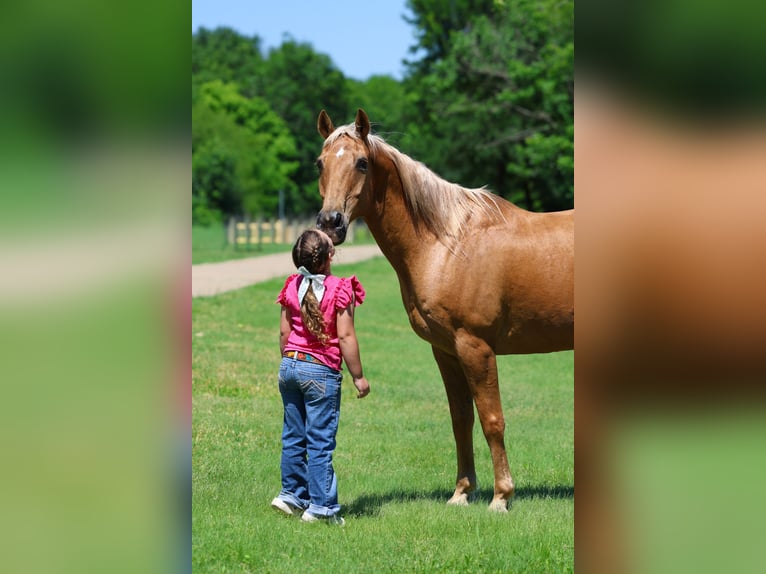 American Quarter Horse Gelding 16 years Palomino in Forney