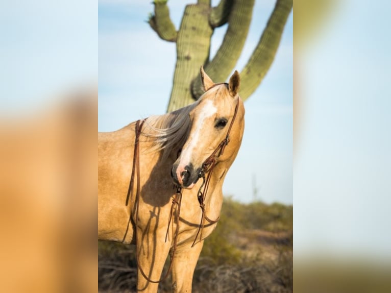 American Quarter Horse Gelding 16 years Palomino in Whittman AZ