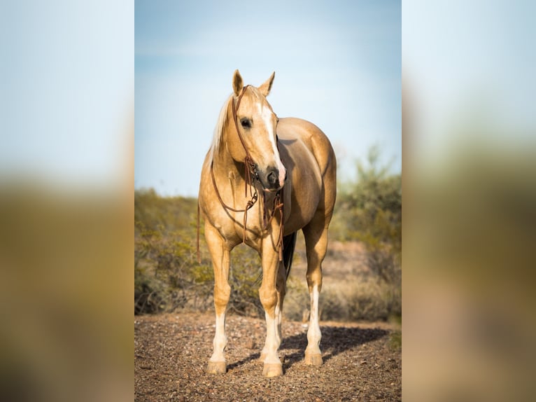 American Quarter Horse Gelding 16 years Palomino in Whittman AZ