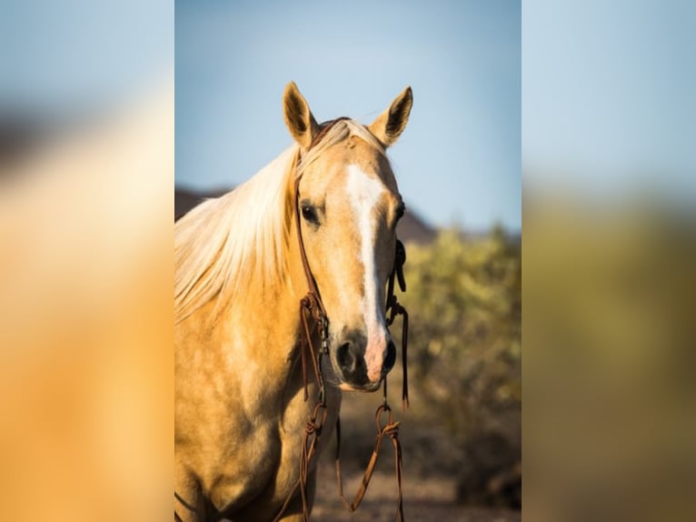 American Quarter Horse Gelding 16 years Palomino in Whittman AZ