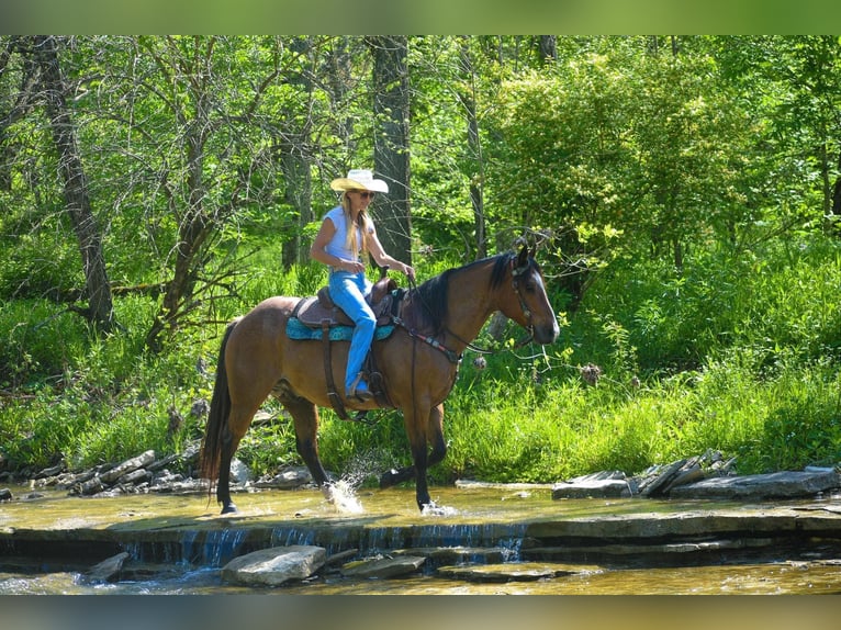 American Quarter Horse Gelding 16 years Roan-Bay in Hillsboro KY