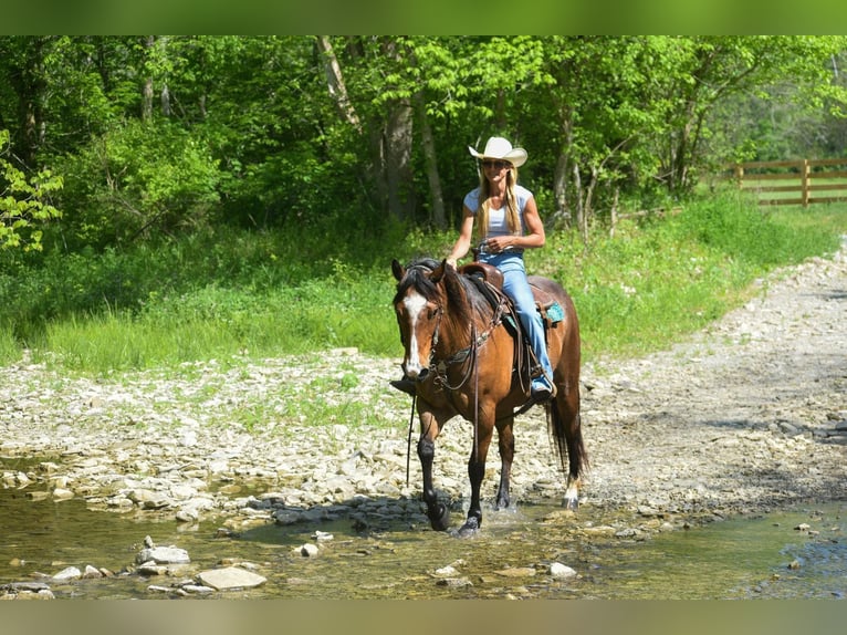 American Quarter Horse Gelding 16 years Roan-Bay in Hillsboro KY