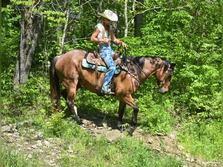 American Quarter Horse Gelding 16 years Roan-Bay in Hillsboro KY