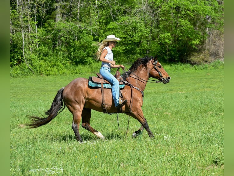 American Quarter Horse Gelding 16 years Roan-Bay in Hillsboro KY