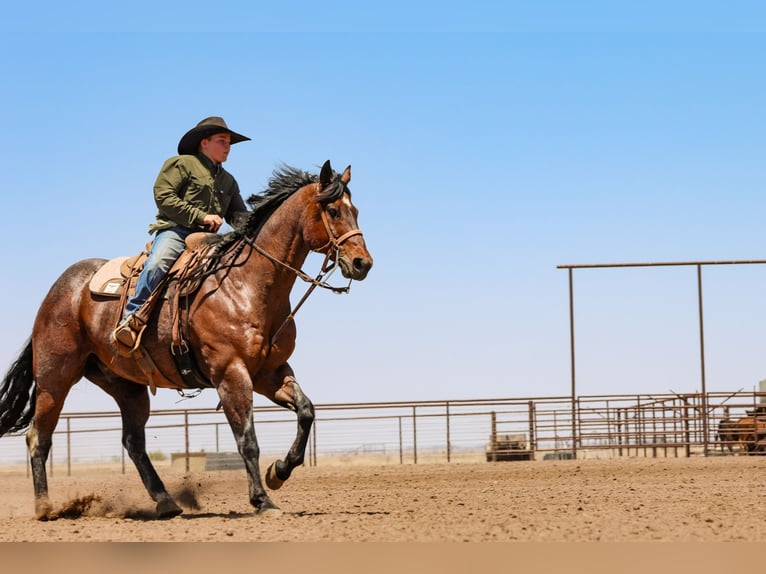 American Quarter Horse Gelding 16 years Roan-Bay in Canyon