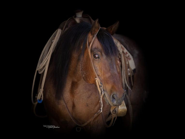 American Quarter Horse Gelding 16 years Roan-Bay in Canyon