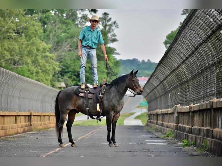 American Quarter Horse Gelding 16 years Roan-Bay in Sweet Springs MO