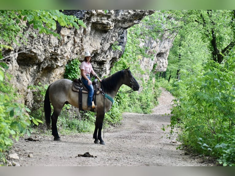 American Quarter Horse Gelding 16 years Roan-Bay in Sweet Springs MO