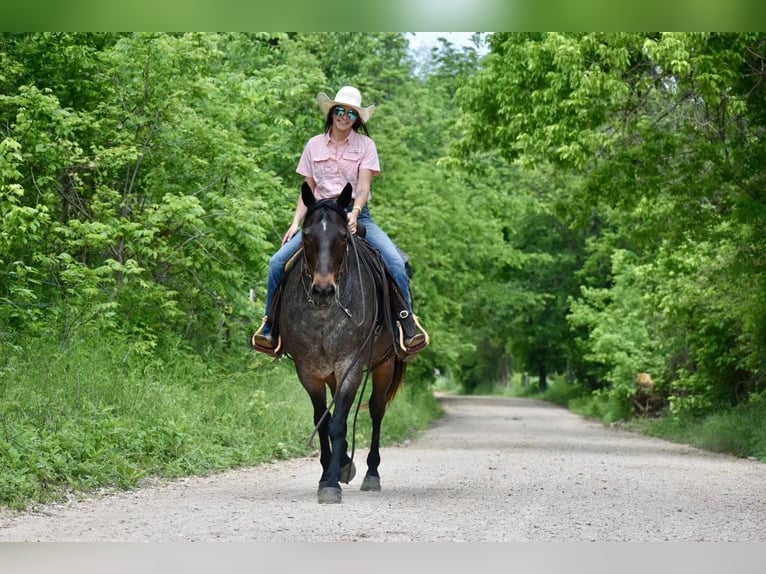 American Quarter Horse Gelding 16 years Roan-Bay in Sweet Springs MO