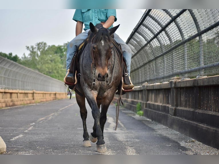 American Quarter Horse Gelding 16 years Roan-Bay in Sweet Springs MO