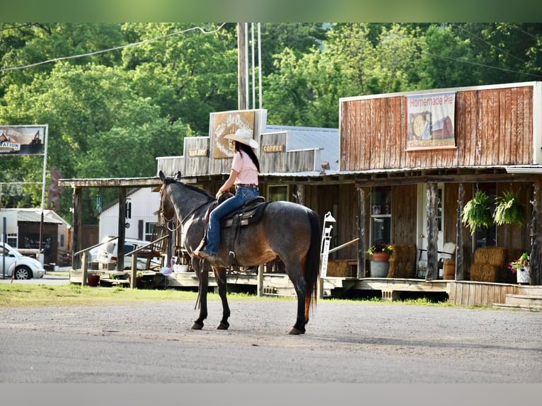 American Quarter Horse Gelding 16 years Roan-Bay in Sweet Springs MO