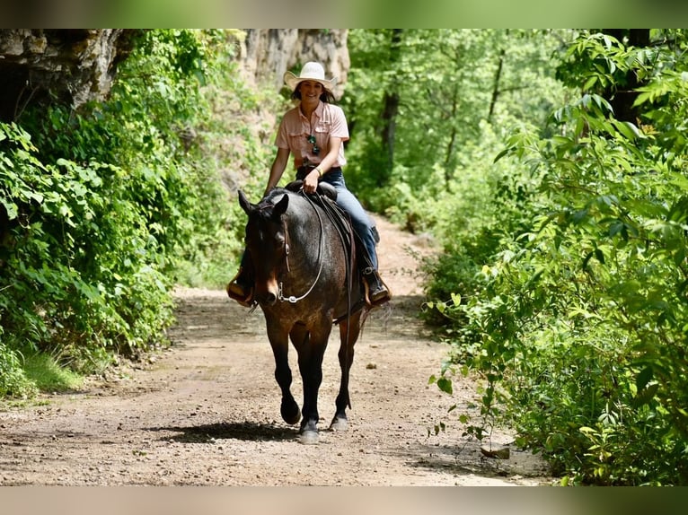 American Quarter Horse Gelding 16 years Roan-Bay in Sweet Springs MO