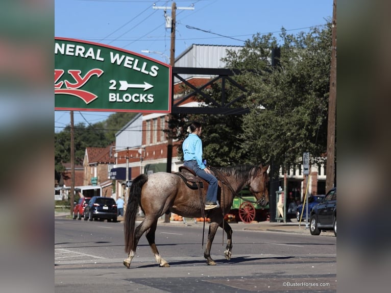 American Quarter Horse Gelding 16 years Roan-Bay in Weatherford TX