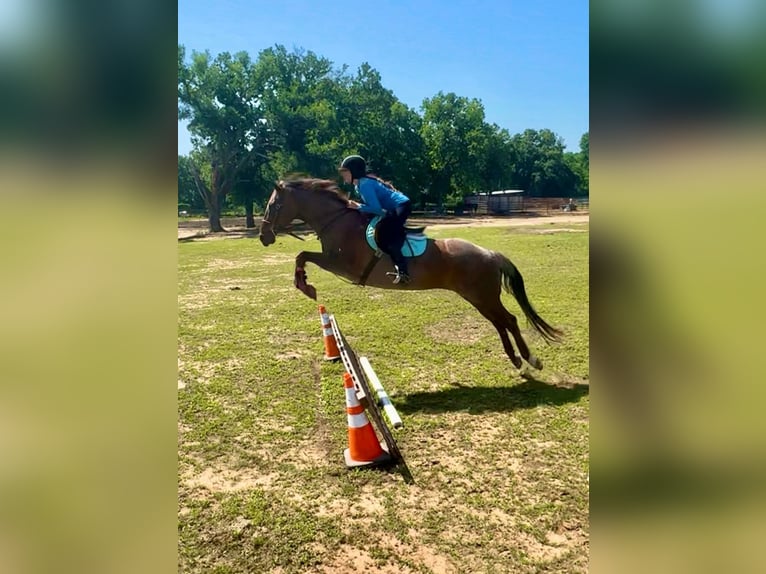 American Quarter Horse Gelding 16 years Roan-Red in Stephenville TX