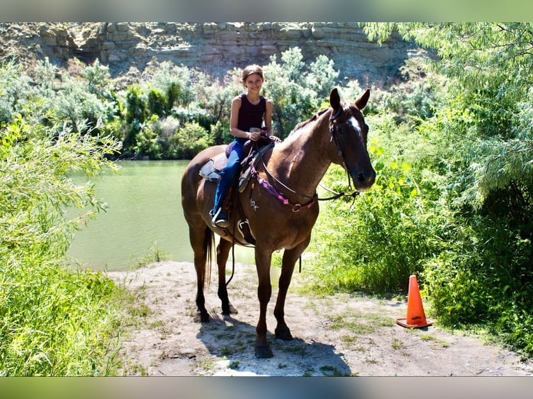 American Quarter Horse Gelding 16 years Roan-Red in Stephenville TX