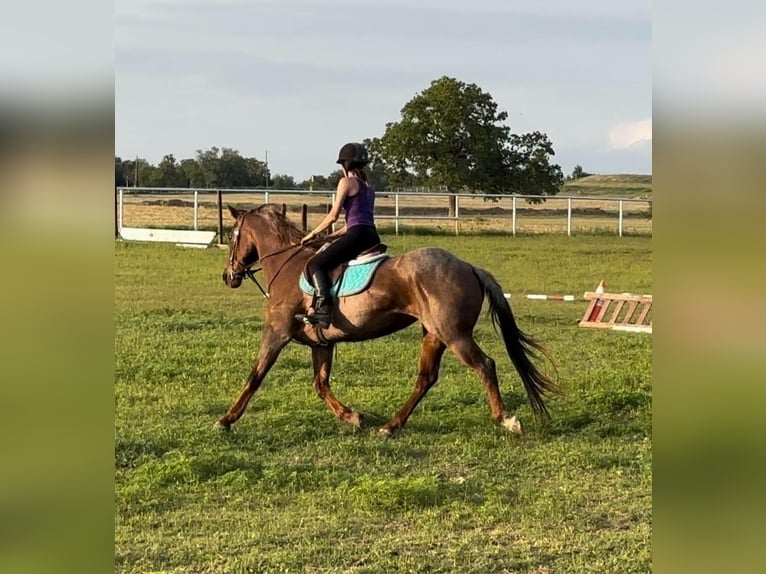 American Quarter Horse Gelding 16 years Roan-Red in Stephenville TX