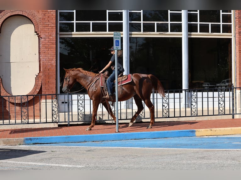 American Quarter Horse Gelding 16 years Sorrel in Stillwater