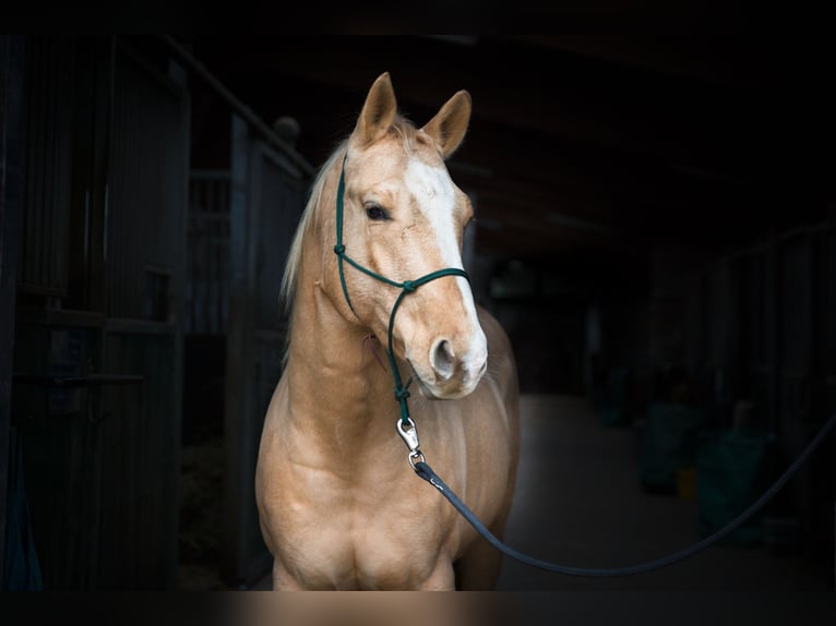 American Quarter Horse Gelding 16 years in Wipperf&#xFC;rth
